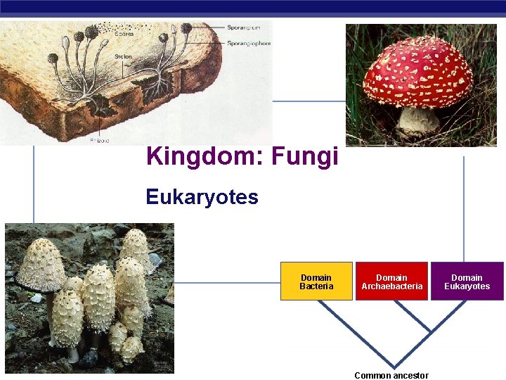Kingdom: Fungi Eukaryotes Domain Bacteria Regents Biology Domain Archaebacteria Domain Eukaryotes 2006 -2007 Common