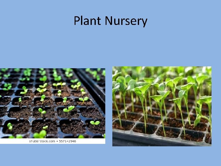 Plant Nursery 