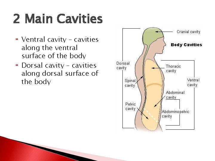 2 Main Cavities Ventral cavity – cavities along the ventral surface of the body