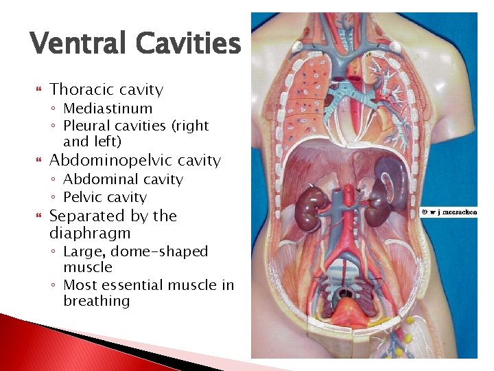 Ventral Cavities Thoracic cavity ◦ Mediastinum ◦ Pleural cavities (right and left) Abdominopelvic cavity