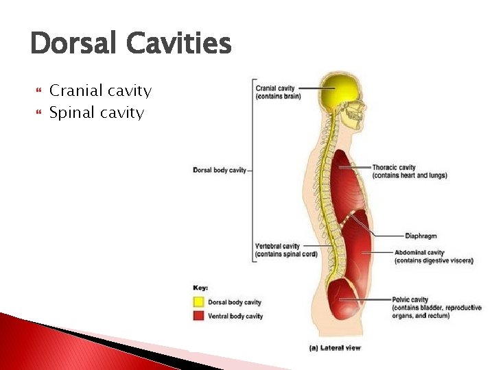 Dorsal Cavities Cranial cavity Spinal cavity 