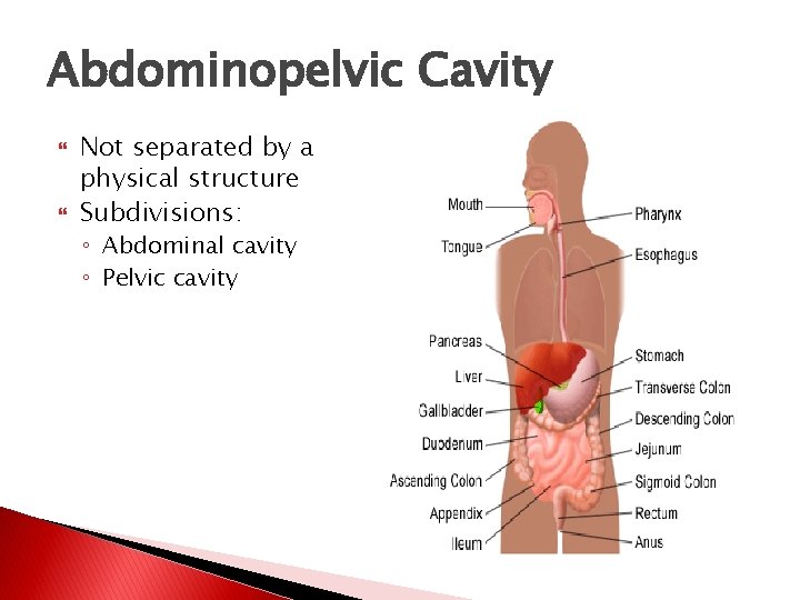 Abdominopelvic Cavity Not separated by a physical structure Subdivisions: ◦ Abdominal cavity ◦ Pelvic