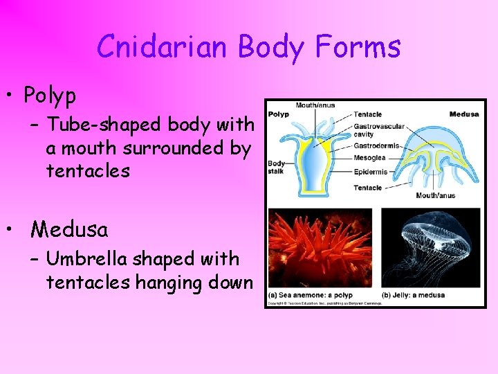 What is Cnidarian Marine Invertebrates 9 000 species