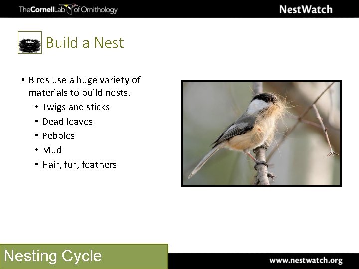 Build a Nest • Birds use a huge variety of materials to build nests.