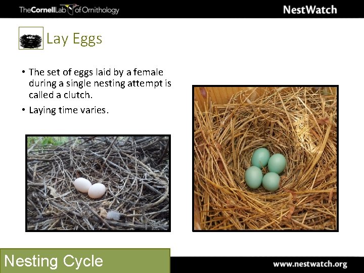 Lay Eggs • The set of eggs laid by a female during a single