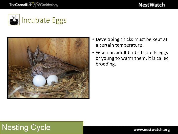 Incubate Eggs • Developing chicks must be kept at a certain temperature. • When