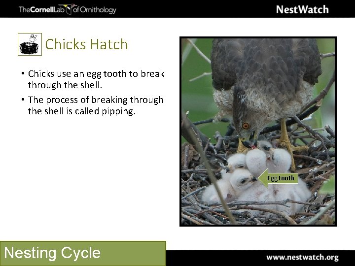 Chicks Hatch • Chicks use an egg tooth to break through the shell. •