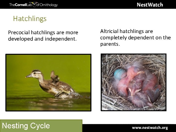 Hatchlings Precocial hatchlings are more developed and independent. Nesting Cycle Altricial hatchlings are completely