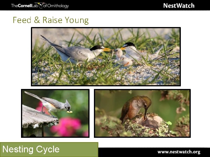 Feed & Raise Young Nesting Cycle 