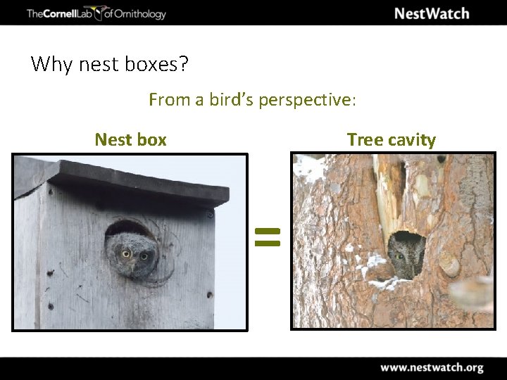 Why nest boxes? From a bird’s perspective: Nest box Tree cavity = 