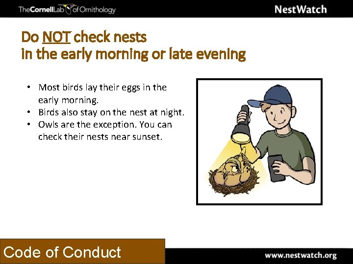 Do NOT check nests in the early morning or late evening • Most birds