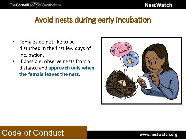 Avoid nests during early incubation • Females do not like to be disturbed in