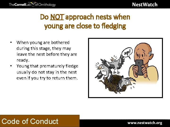 Do NOT approach nests when young are close to fledging • When young are