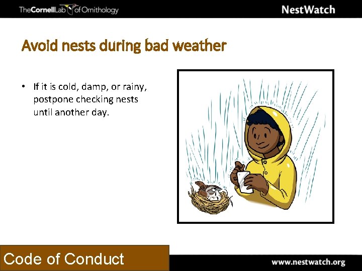 Avoid nests during bad weather • If it is cold, damp, or rainy, postpone