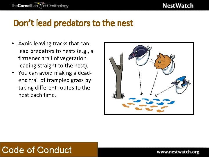 Don’t lead predators to the nest • Avoid leaving tracks that can lead predators