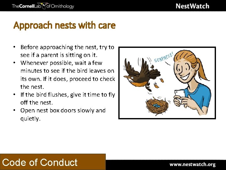 Approach nests with care • Before approaching the nest, try to see if a