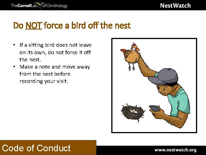Do NOT force a bird off the nest • If a sitting bird does