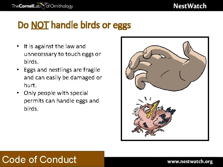 Do NOT handle birds or eggs • It is against the law and unnecessary