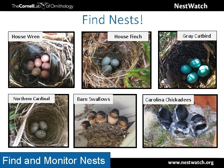 Find Nests! House Finch House Wren Northern Cardinal Barn Swallows Find and Monitor Nests