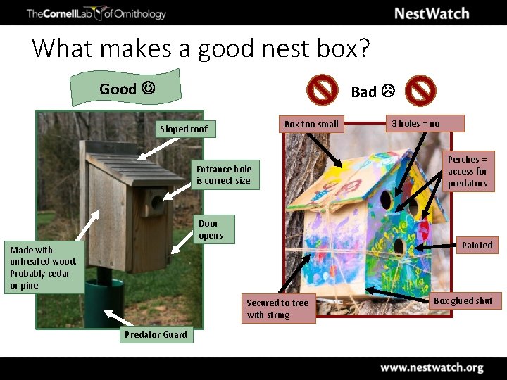 What makes a good nest box? Good Bad Box too small Sloped roof Entrance
