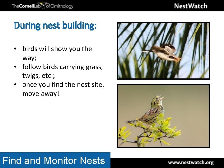 During nest building: • birds will show you the way; • follow birds carrying