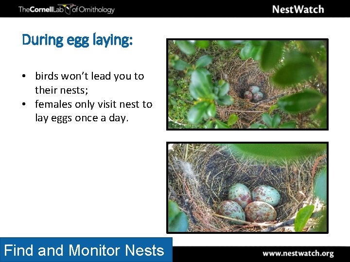 During egg laying: • birds won’t lead you to their nests; • females only