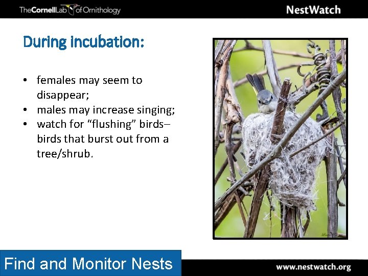 During incubation: • females may seem to disappear; • males may increase singing; •