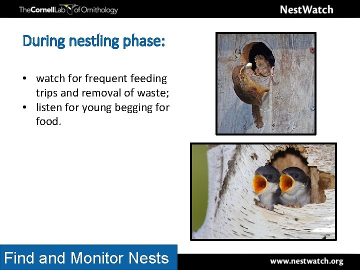 During nestling phase: • watch for frequent feeding trips and removal of waste; •