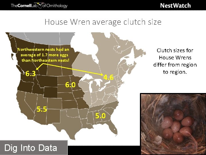 House Wren average clutch size Northwestern nests had an average of 1. 7 more