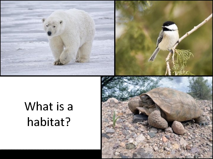 What is a habitat? 