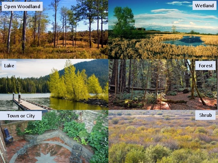 Open Woodland Lake Town or City Wetland Forest Shrub 