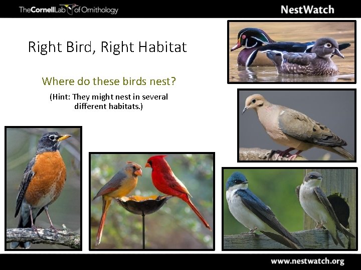 Right Bird, Right Habitat Where do these birds nest? (Hint: They might nest in