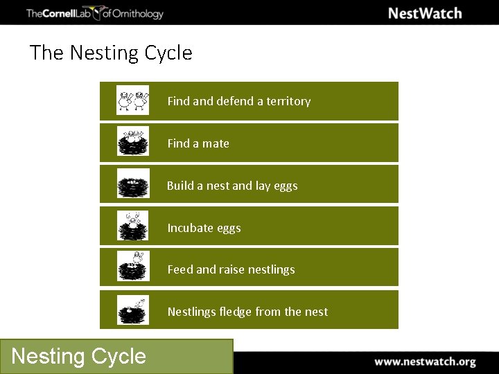 The Nesting Cycle Find and defend a territory Find a mate Build a nest