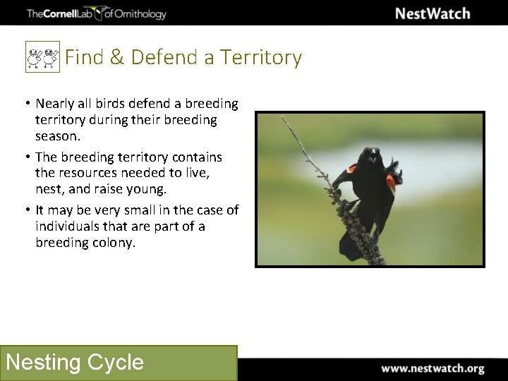 Find & Defend a Territory • Nearly all birds defend a breeding territory during