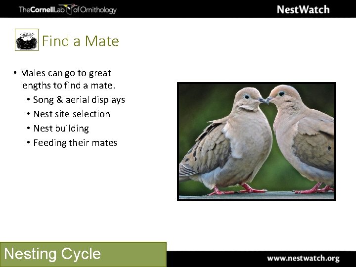 Find a Mate • Males can go to great lengths to find a mate.