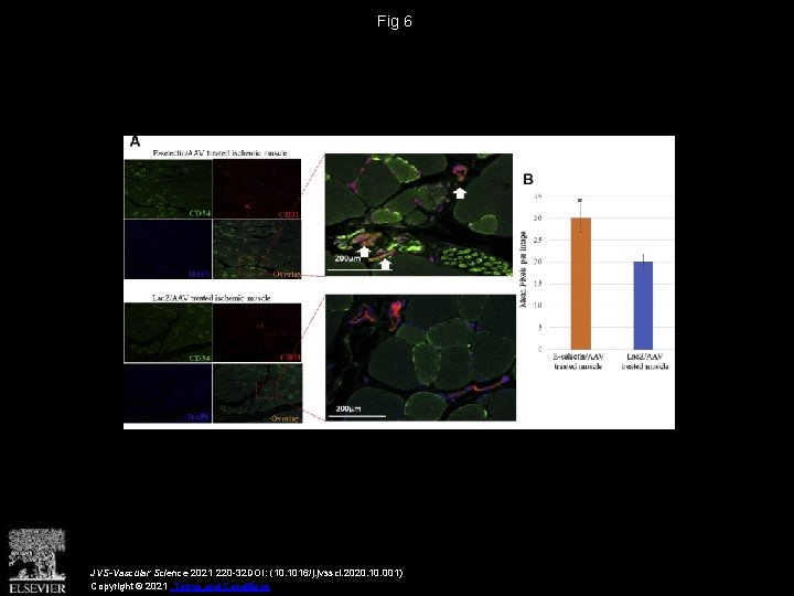 Fig 6 JVS-Vascular Science 2021 220 -32 DOI: (10. 1016/j. jvssci. 2020. 10. 001)