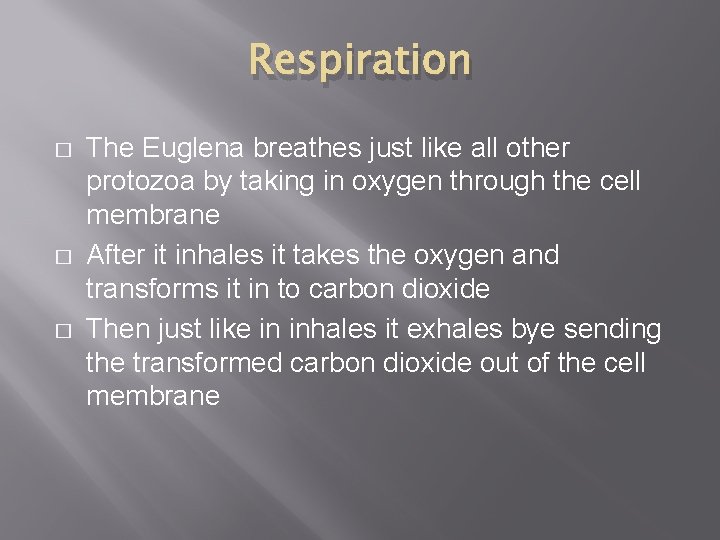 Respiration � � � The Euglena breathes just like all other protozoa by taking