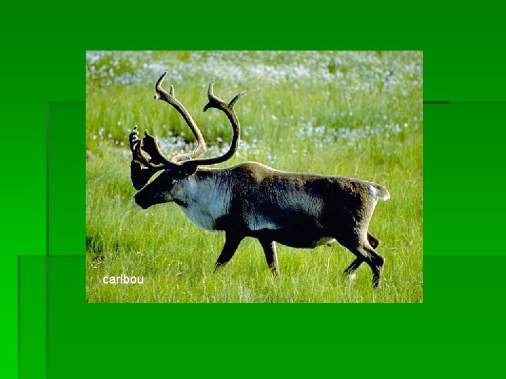 caribou 