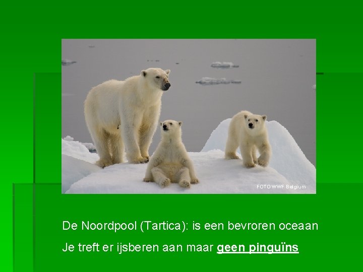 FOTO WWF Belgium De Noordpool (Tartica): is een bevroren oceaan Je treft er ijsberen