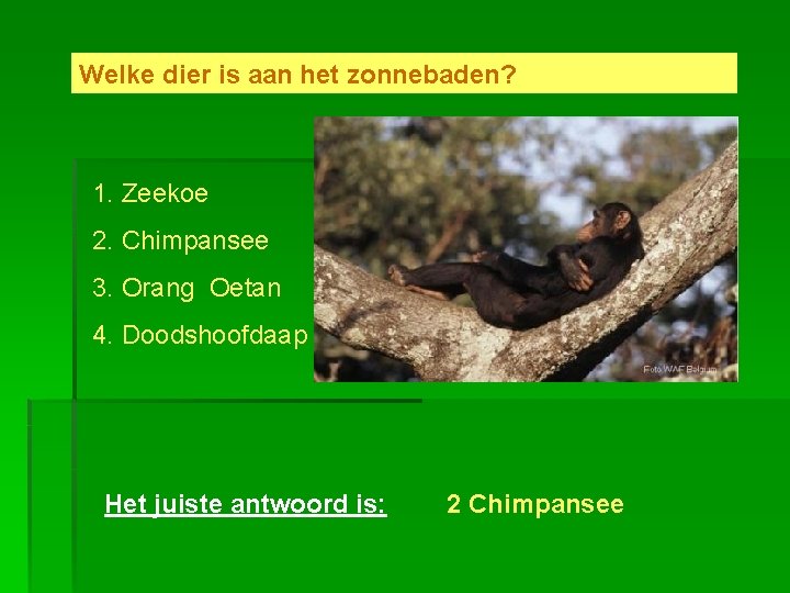 Welke dier is aan het zonnebaden? 1. Zeekoe 2. Chimpansee 3. Orang Oetan 4.