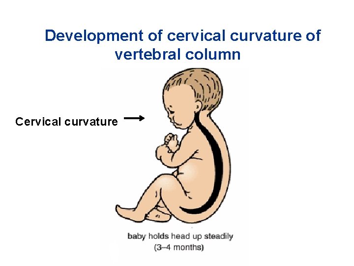 Development of cervical curvature of vertebral column Cervical curvature 