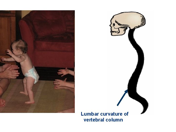 Lumbar curvature of vertebral column 