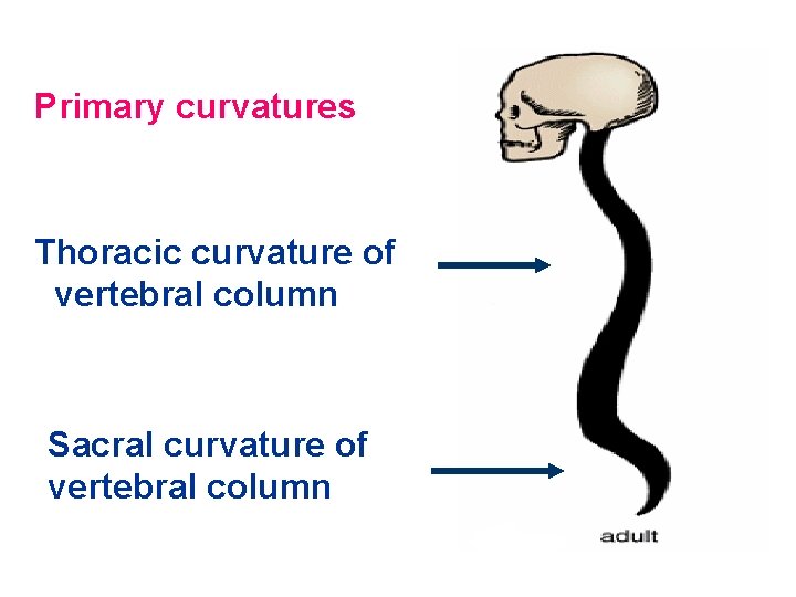 Primary curvatures Thoracic curvature of vertebral column Sacral curvature of vertebral column 