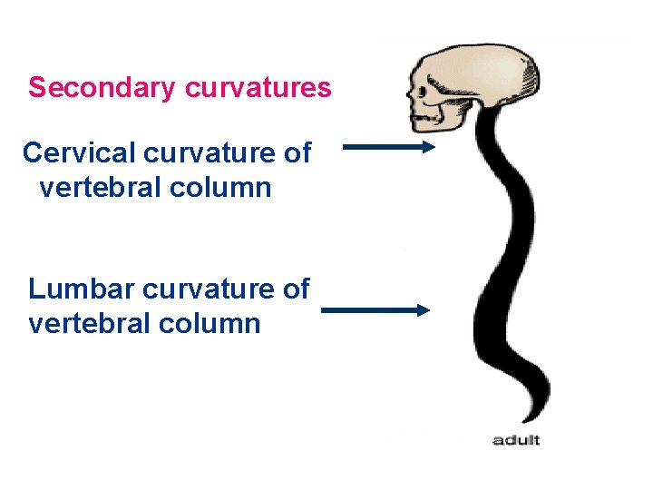 Secondary curvatures Cervical curvature of vertebral column Lumbar curvature of vertebral column 