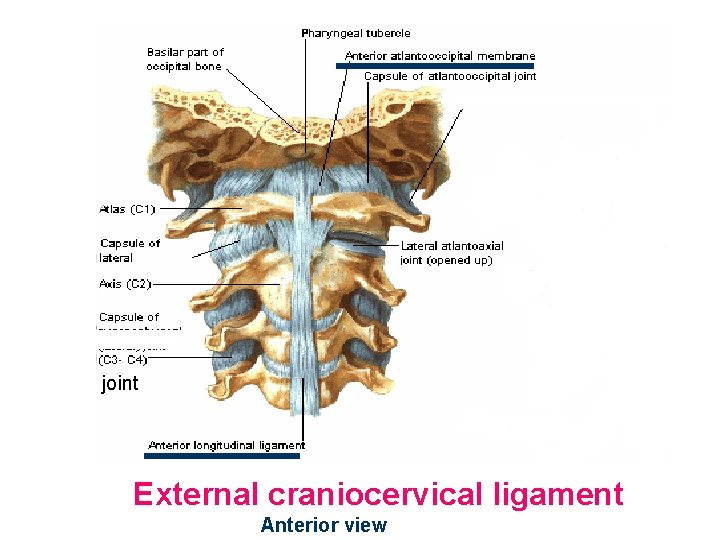 joint External craniocervical ligament Anterior view 