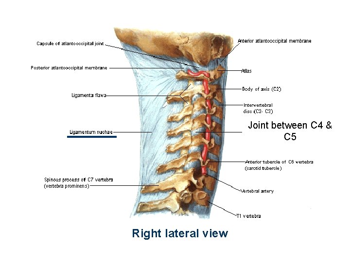 Joint between C 4 & C 5 Right lateral view 