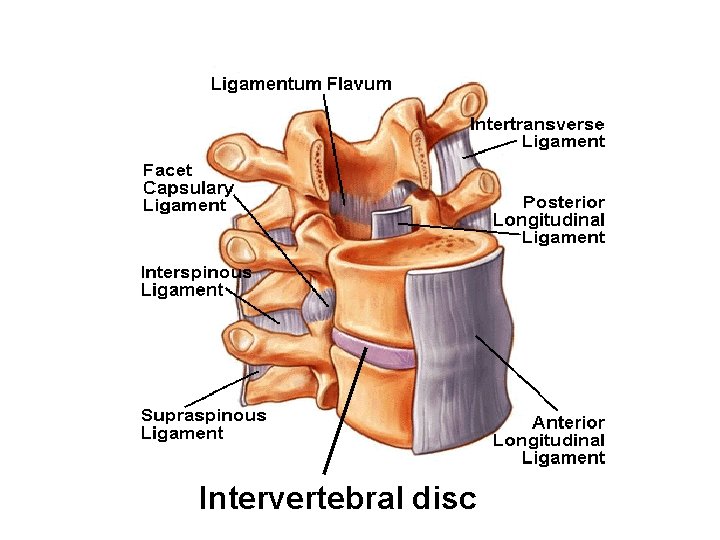 Intervertebral disc 