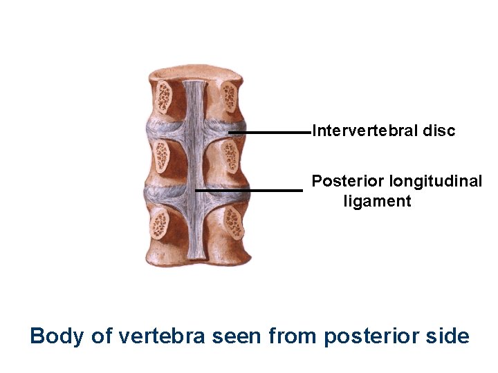 Intervertebral disc Posterior longitudinal ligament Body of vertebra seen from posterior side 