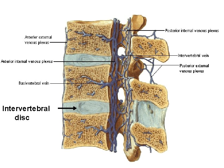 Intervertebral disc 