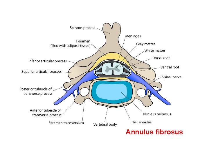 Annulus fibrosus 
